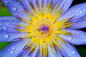 Macro shot of rain splash on violet lotus