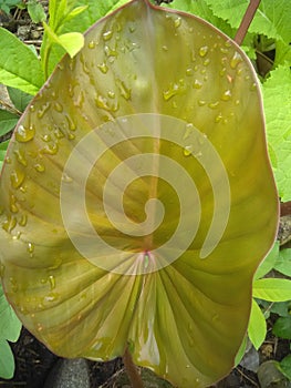 Rain, sunshine, flower, plant, newleaf