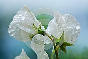 Rain On Sweet Peas