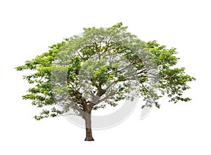 Rain tree (Albizia saman) in Thailand islated on white