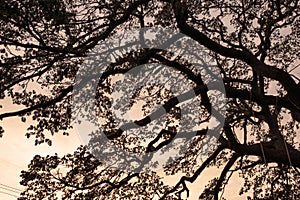 Rain tree with big branch cover shady at evening