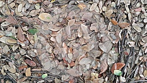 Rain tree or East Indian Walnut leaves found on the grounds of the thailand