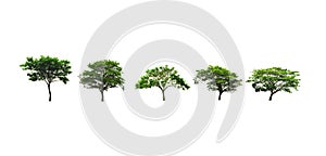 Set of Rain Tree or East Indian walnut tree or silk tree growing up in the countryside isolated on white.