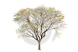 Rain tree nature isolate on white background