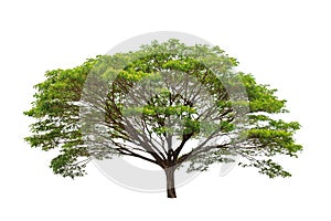 Rain tree (Samanea saman)