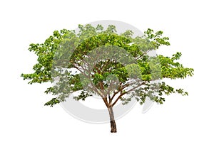 Rain tree (Samanea saman)