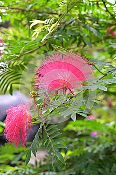 Close-up of beautiful pink flowers of the rain tree Samanea saman photo