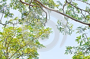 Rain tree or Samanea saman, LEGUMINOSAE MIMOSOIDEAE