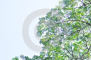 Rain tree or Samanea saman, LEGUMINOSAE MIMOSOIDEAE