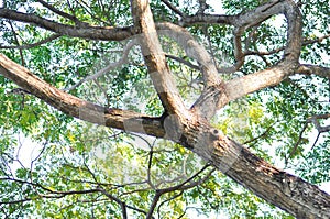 Rain tree or Samanea saman, LEGUMINOSAE MIMOSOIDEAE tree photo