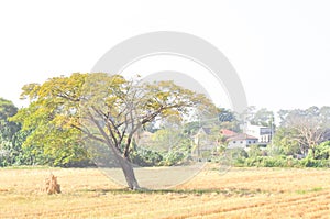Rain tree or Samanea saman, LEGUMINOSAE MIMOSOIDEAE and field photo