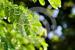 Rain tree or Samanea saman, LEGUMINOSAE MIMOSOIDEAE