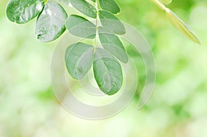 Rain tree or Samanea saman, LEGUMINOSAE MIMOSOIDEAE photo