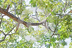 Rain tree or Samanea saman, LEGUMINOSAE MIMOSOIDEAE photo