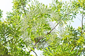 Rain tree or Samanea saman, LEGUMINOSAE MIMOSOIDEAE photo