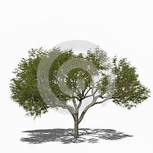 Rain Tree, Samanea saman (summer)