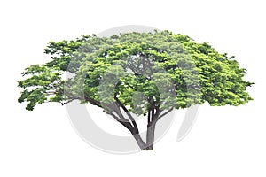 Rain tree (Samanea saman), tropical tree in the northeast of Thailand isolated on white background