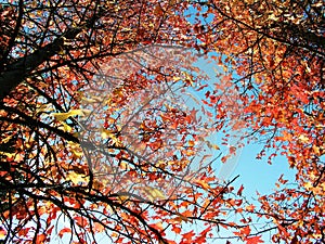 Rain Trees