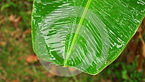Rain in the tropics. A large green leaf of a banana tree staggers from the blows of raindrops