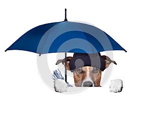 Rain umbrella dog