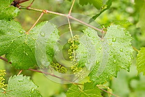 After the rain in the vineyard. Vine leaves in drops of water