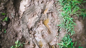 Rain water accumulated in foot imprint of dirty mud in the grass meadow