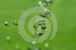 Rain water drop on green leaf