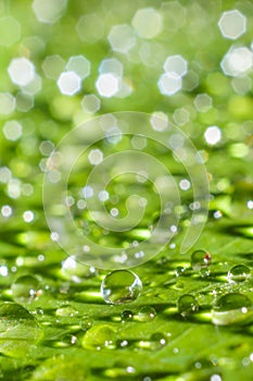 Rain water drop on green leaf