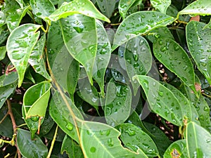 Rain water drop green leaf
