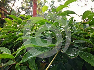 Rain water drop green leaf