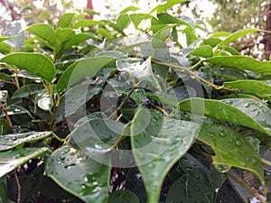 Rain water drop green leaf