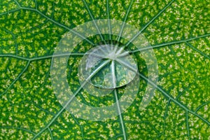 Rain water droplet on diseased nasturtium leaf with venation