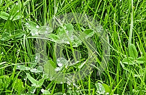Rain water droplets in green grass and green leaves