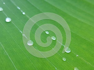 Rain water drops on banana leaf