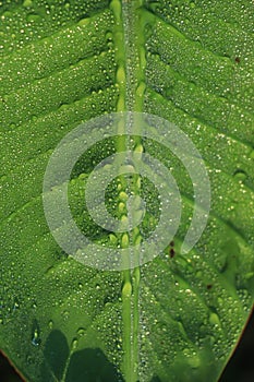 rain water drops on banana tree leaf