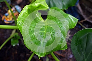 Rain water drops on Big Taro leaf, Colocasia, Alocasia macrorrhizos, eleplant ear leave