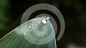 Water droplets at the end of leaves