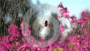 Rain water drops falling on soft pink flowers and the net with a spider. Creative. Summer warm rain falling down on