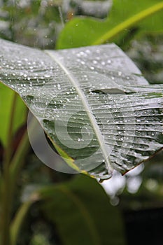 Rain water drops on green banana leaf