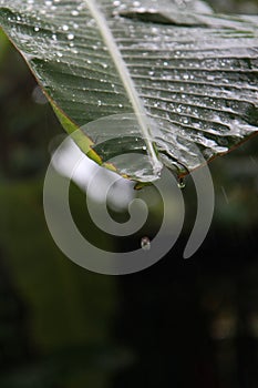 Rain water drops on green banana leaf