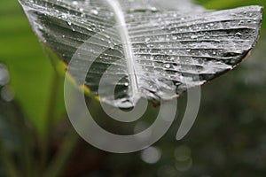 Rain water drops on green banana leaf