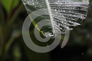 Rain water drops on green banana leaf