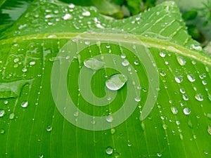 Rain water drops in green banana leaves plant growing in garden, nature photography, rainy season weather conditions, macro shots