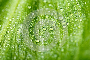Rain water drops on a green leaf textured