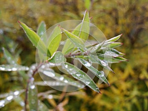 Rain water drops on green leaves in the garden. early bright summer day after the rain.