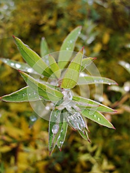 Rain water drops on green leaves in the garden. early bright summer day after the rain.