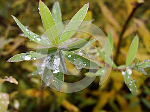 Rain water drops on green leaves in the garden. early bright summer day after the rain.