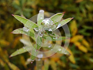 Rain water drops on green leaves in the garden. early bright summer day after the rain.