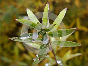 Rain water drops on green leaves in the garden. early bright summer day after the rain.