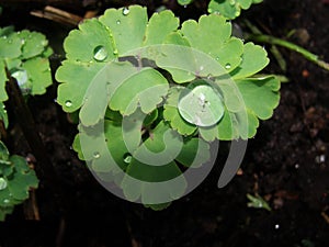 Rain water drops on green leaves in the garden. early bright summer day after the rain.